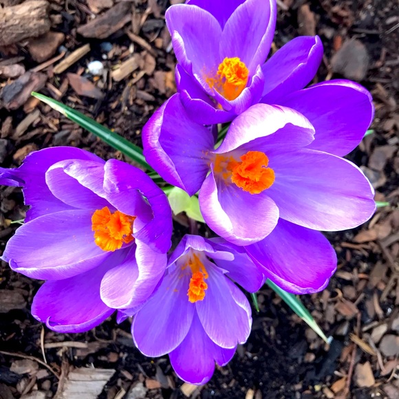 Meet your Posher, Kelsi - Picture 1 of 1